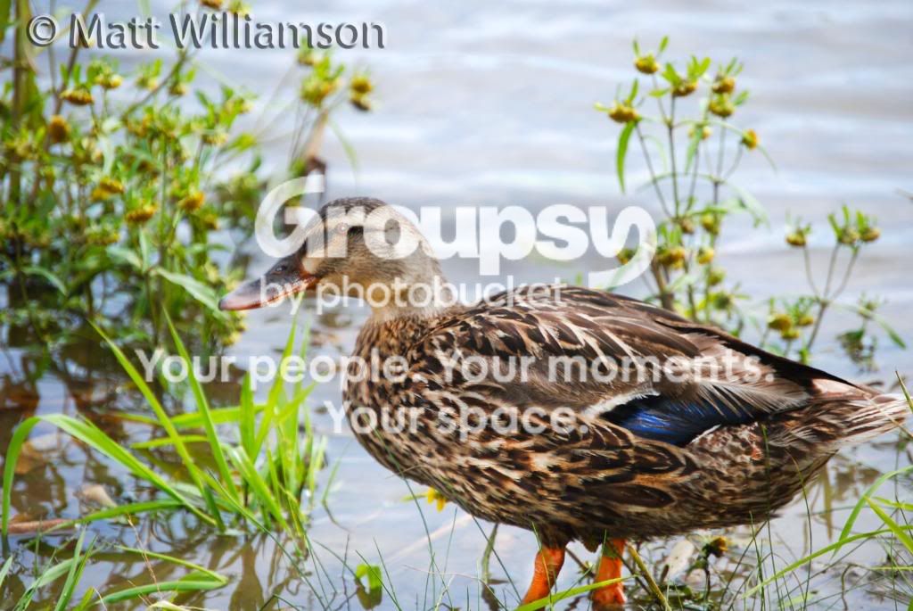 Duck011.jpg