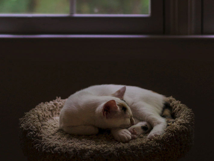 cat.jpg