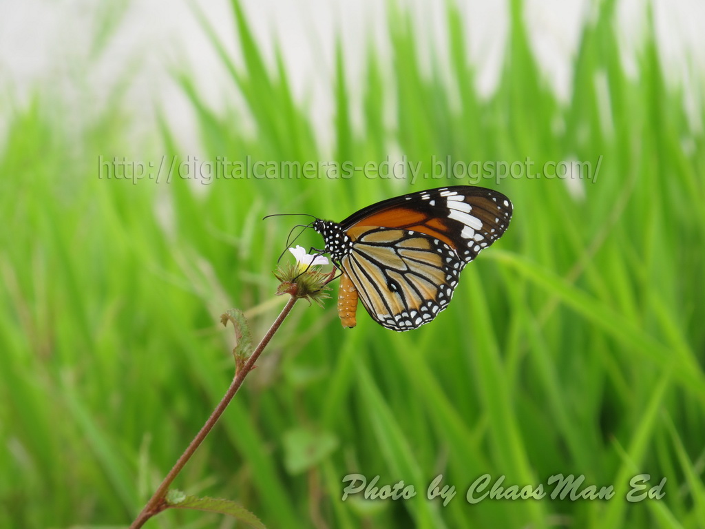 IMG_3275_resize.jpg