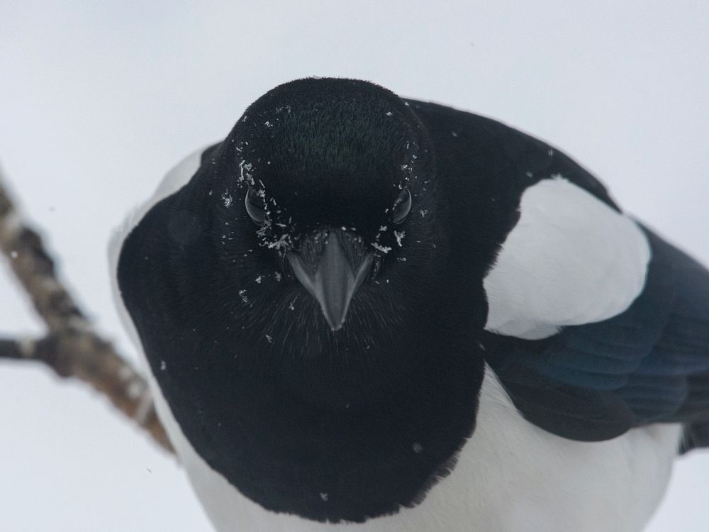 1%20-%20Magpie%20portrait_zpsa1dmrv5r.jpg