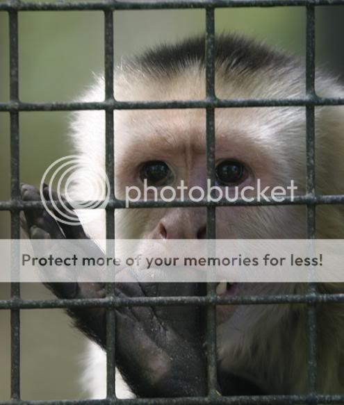 monkeythumb.jpg