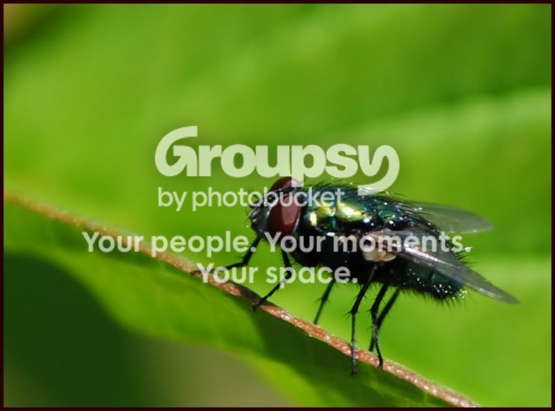 flyseries4.jpg