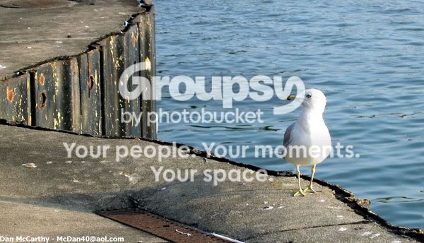 seagull.jpg