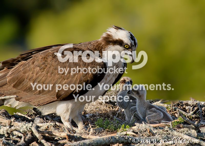 _ECD3204-copy800.jpg