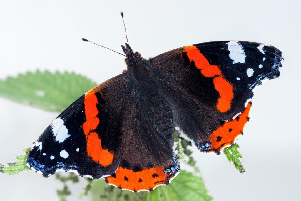 red_admiral_06.jpg