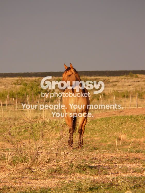 Horses-71508-003L.jpg