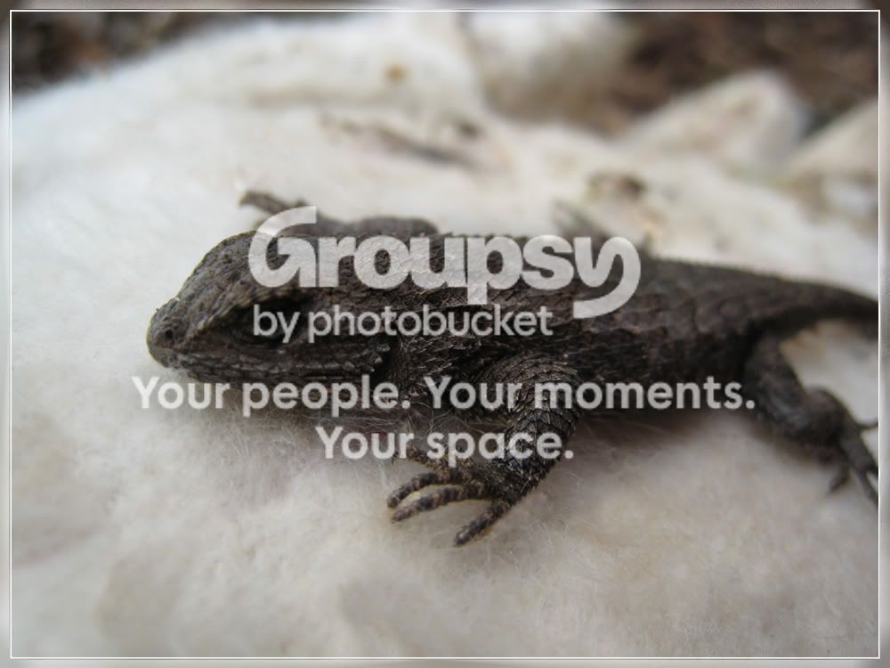 Lizard2.jpg