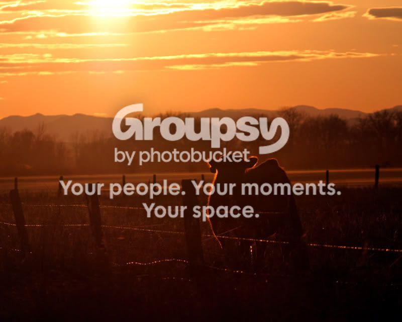sunset-beef.jpg