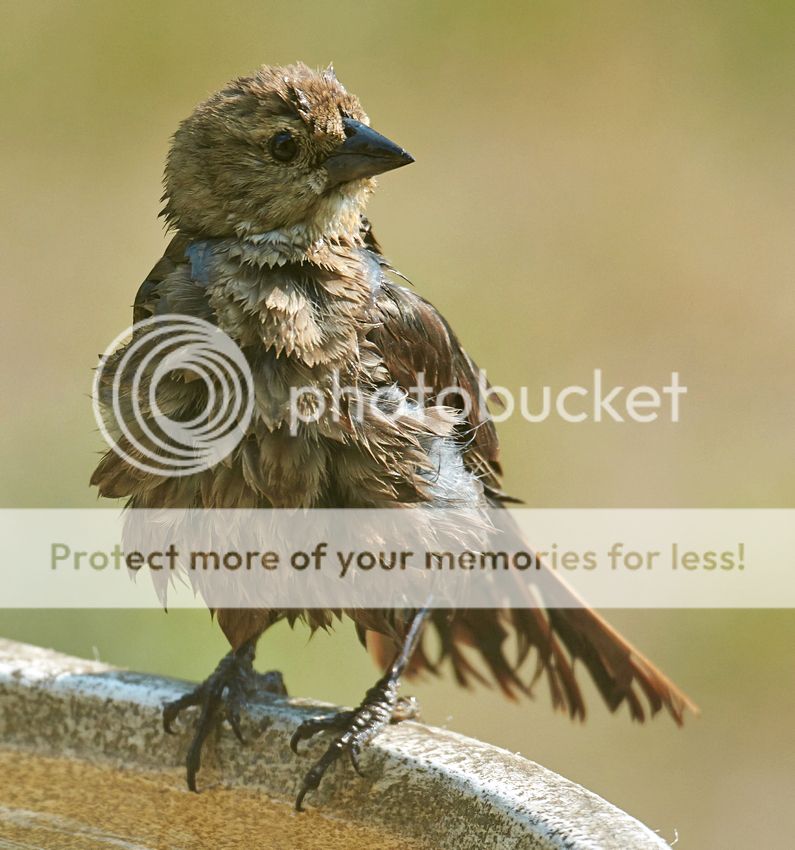 wetcowbird_zpspre2jel3.jpg