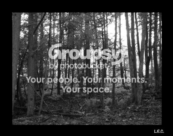 GrayscaleForest.jpg