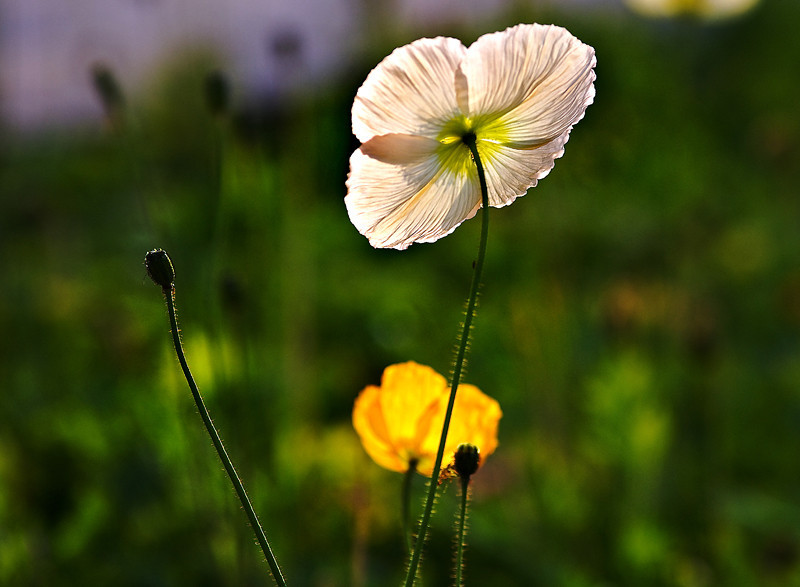 2CBL3913-L.jpg