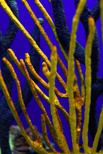coral%203.jpg