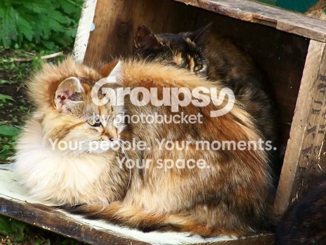 100_7867kittiesinabox.jpg