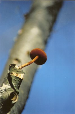 mushroom.jpg