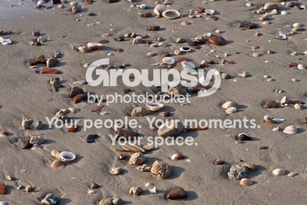 Shellsontheshore.jpg