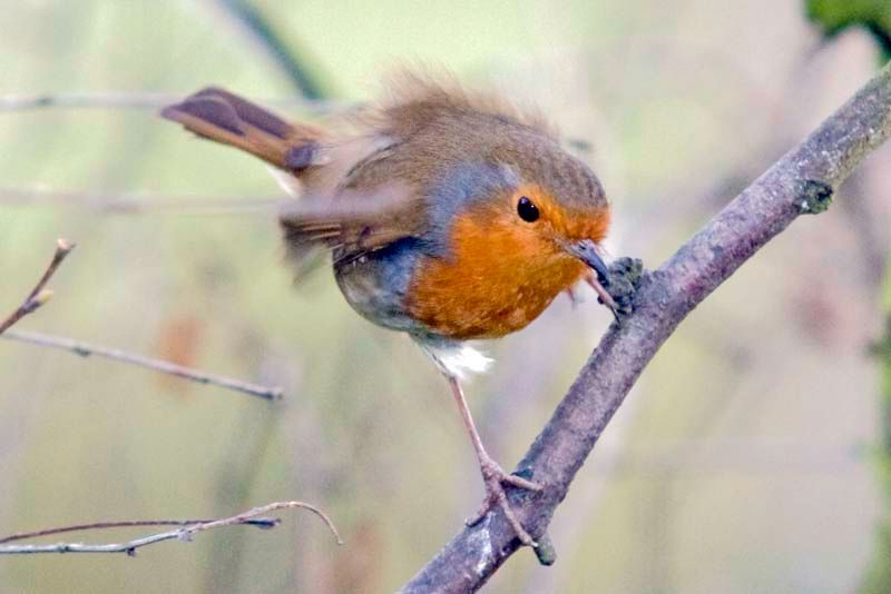 Robinwindy.jpg