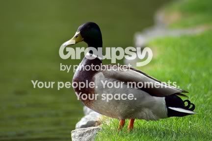 Duck1.jpg