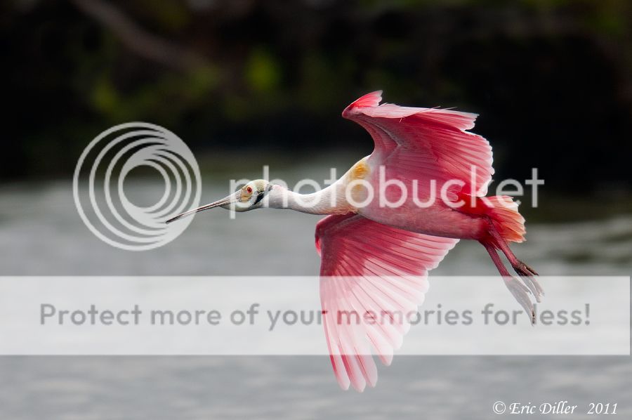 _ECD2616-copy900.jpg