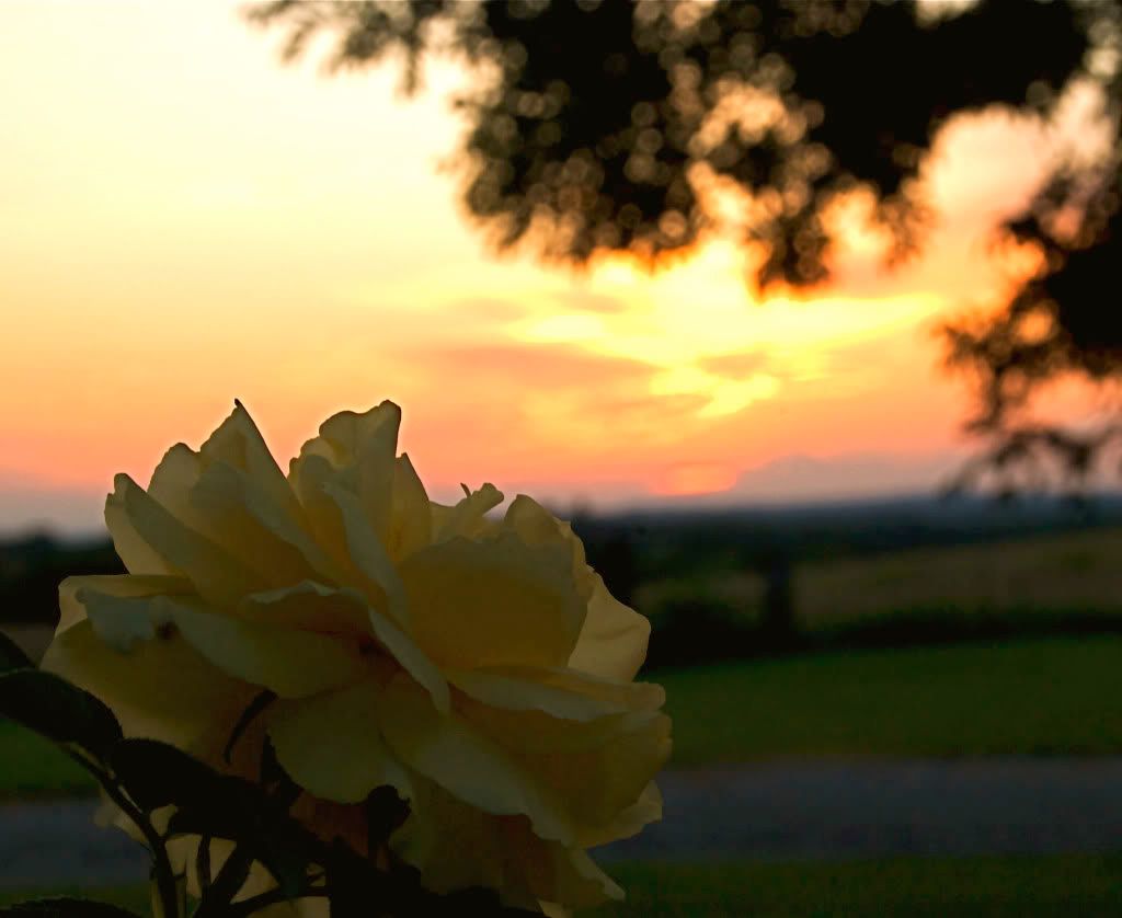 YellowRose.jpg