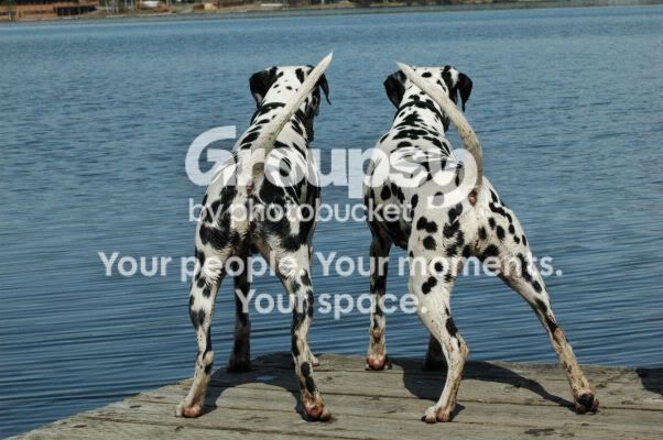 MaggieSpotacusButtsLake51109res.jpg