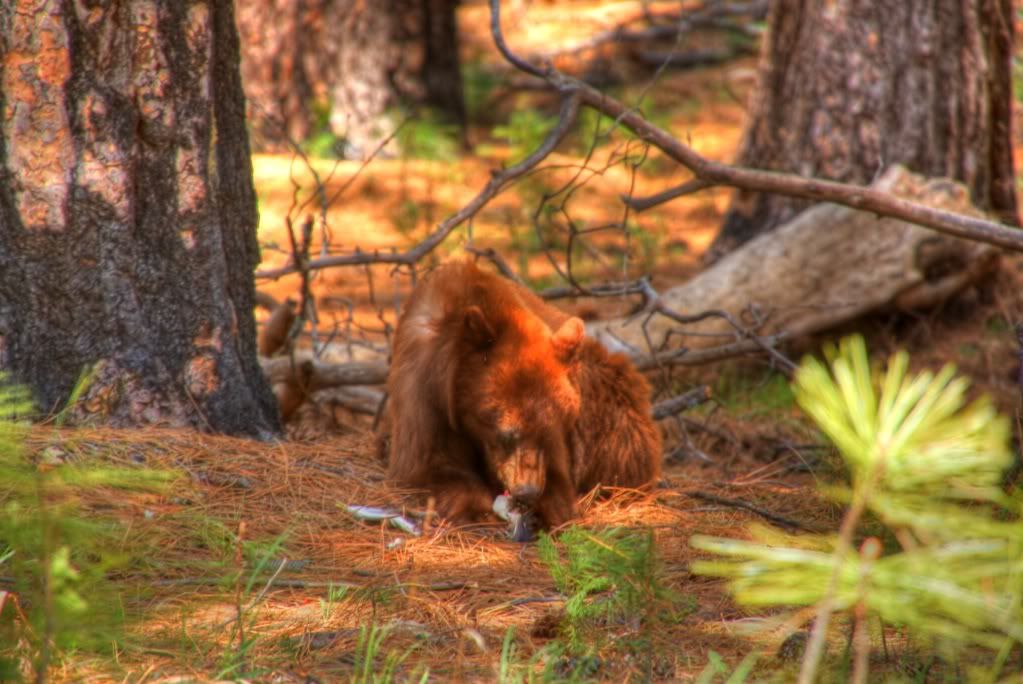 BearHDR2j.jpg