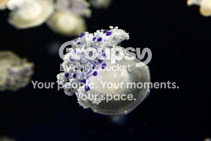 jelly8.jpg