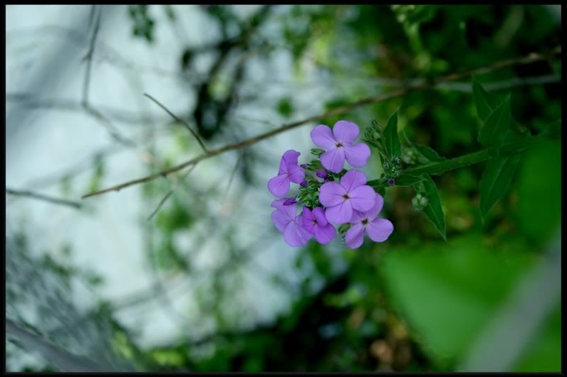 flower.jpg