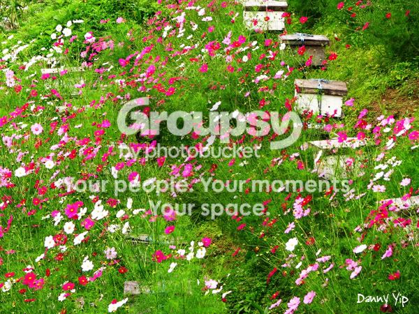 Flowers16.jpg