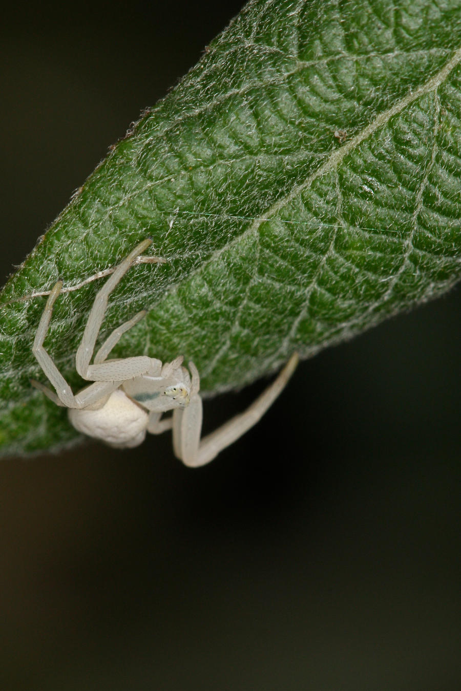 Albino_Spider_by_mack1time.jpg