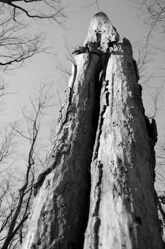 _DSC0823.jpg