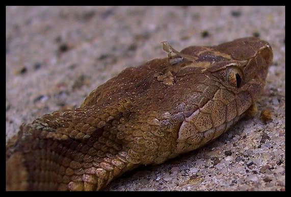 copperhead.jpg