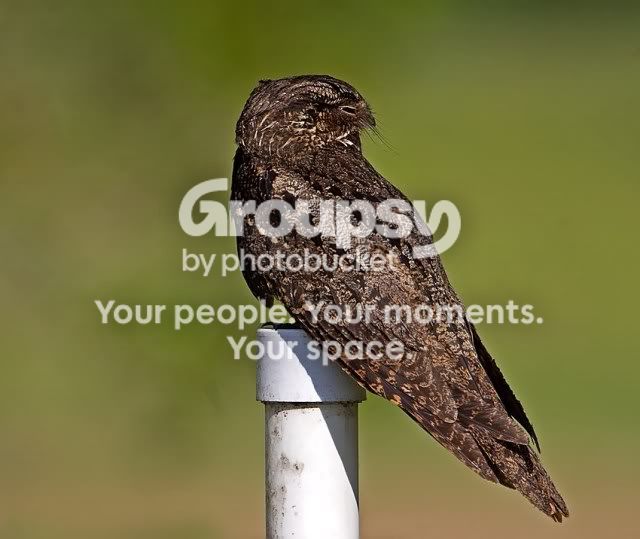 chucks-will-widow-on-post-2_RS.jpg