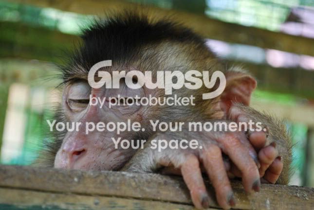 MONKEY1_0323.jpg