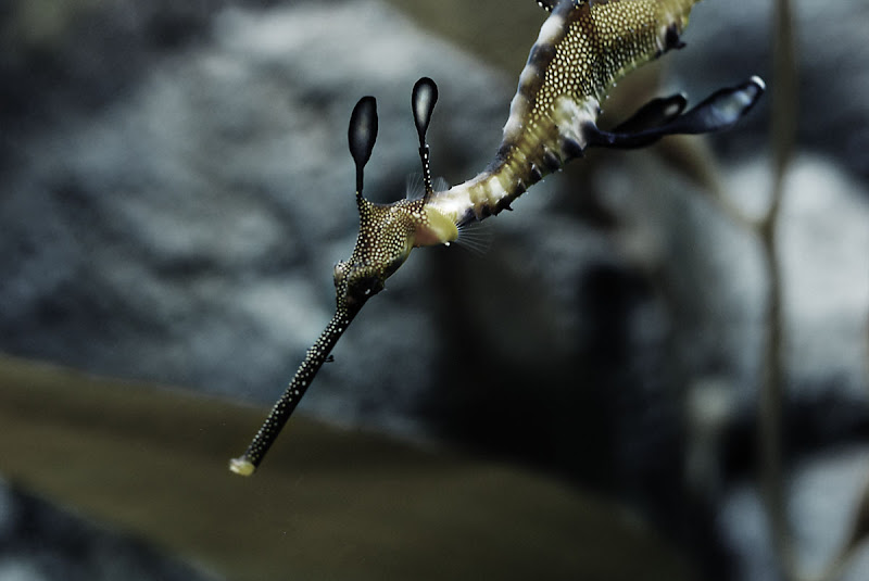 sea%20dragon%204.jpg
