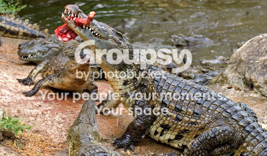 croc3f.jpg