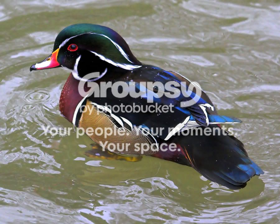 WoodDuck1_filteredweb.jpg