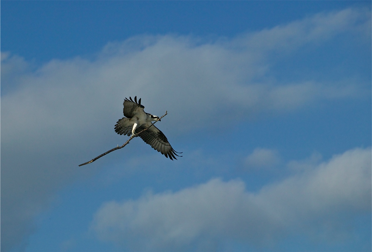 Osprey.jpg