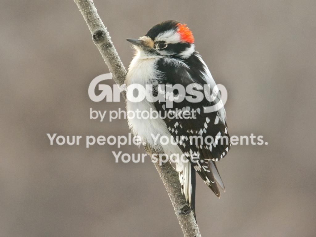 Woodpeckernoblink_zps2204ca85.jpg