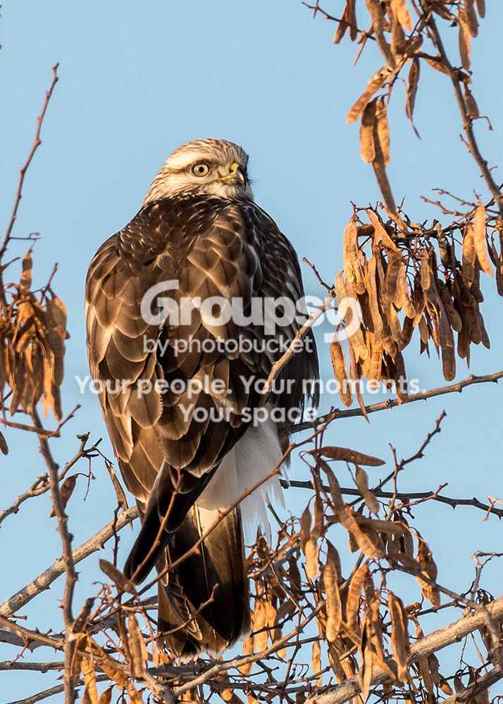 hawk2_zpsdf876b8d.jpg