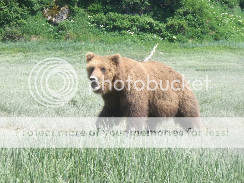 IMG_1991_zpsasoor76d.jpeg
