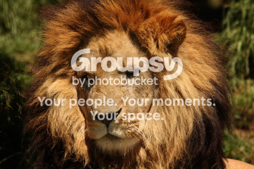 Lioncopysmall.jpg