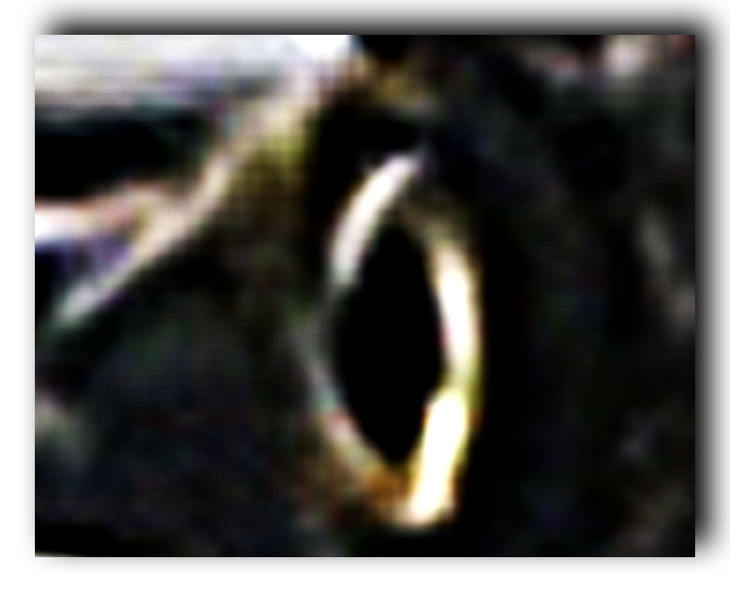 5549453718_eba4db06c6_b.jpg