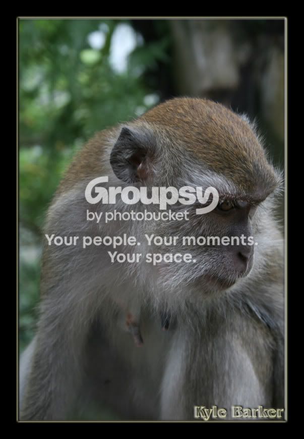 monkey2.jpg