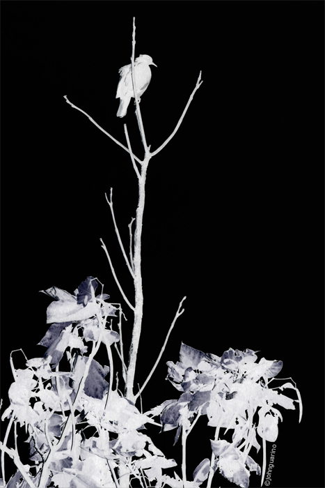 3890459722_3d620aee0a_o.jpg