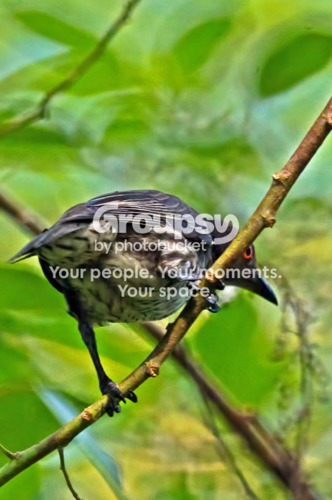 Bird_3.jpg