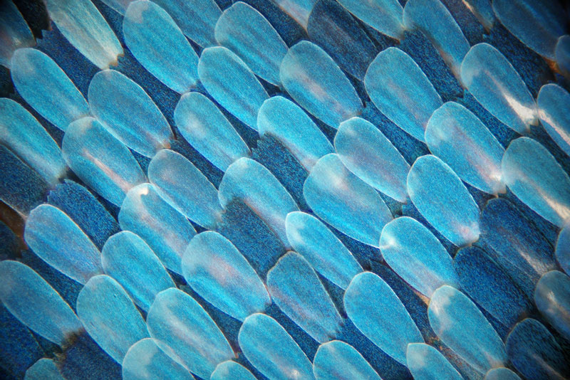 butterfly_wing_04.jpg