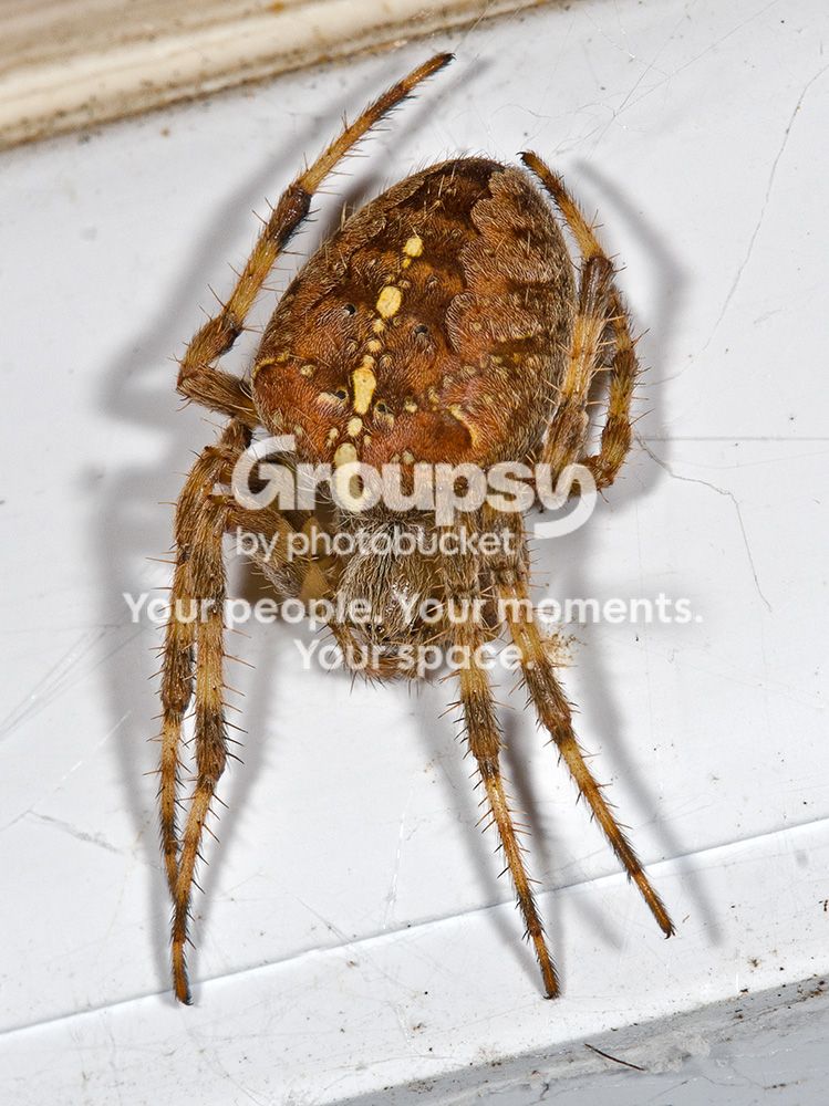 OrbWeaver008copy.jpg