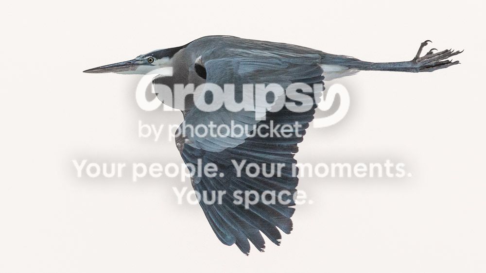 heron3_zps23884a75.jpg