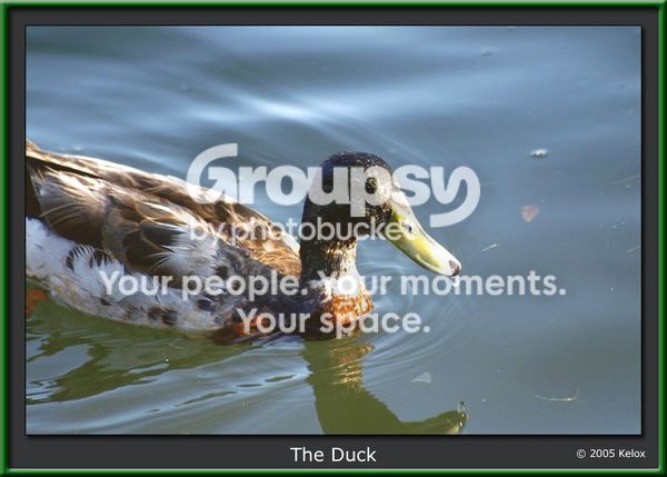 duck-green.jpg