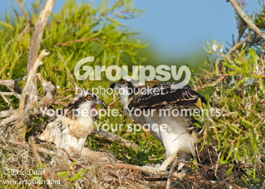 _ECD6940-copy860.jpg